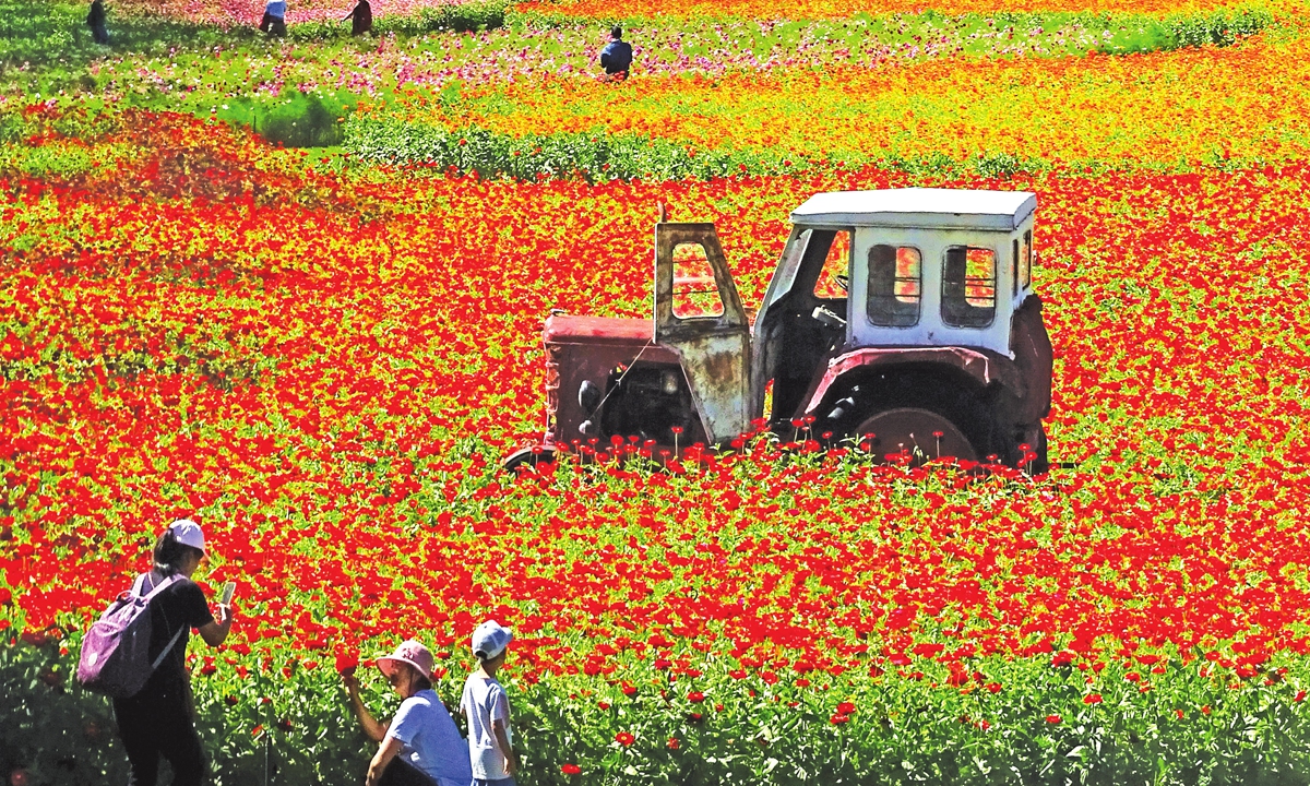 Zinnia elegans start to bloom at the park in Harbin, Northeast China's Heilongjiang Province on August 21, 2022 as the autumn approaches. Photo: IC