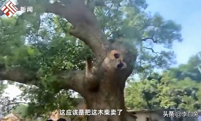 A 500-year-old camphor tree has been cut down in Longshan village, Hezhou, South China's Guangxi Zhuang Autonomous Region on June 29, 2022. Screenshot of Jiupai News