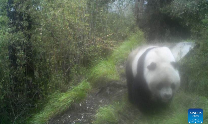 Wild Big Panda Caught On Digital Camera In China S Sichuan News Yodal