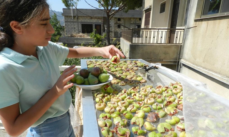 A girl puts fresh fig fruits under the sun to dry them in Hasbaya in southern Lebanon, on Aug. 21, 2022.Photo:Xinhua