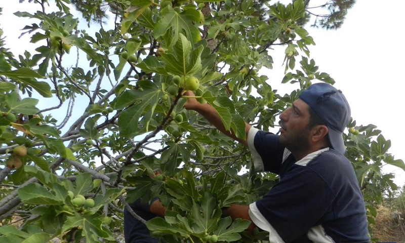 A farmer picks fig fruits in Hasbaya in southern Lebanon, on Aug. 21, 2022.Photo:Xinhua