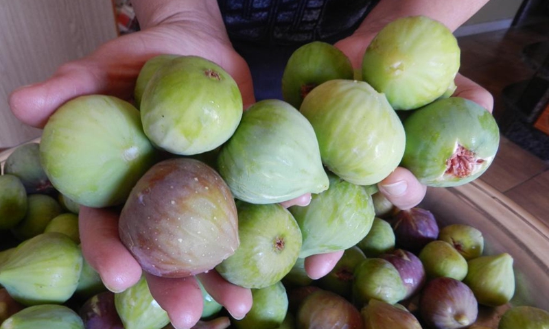 A farmer displays fresh fig fruits in Hasbaya in southern Lebanon, on Aug. 21, 2022.Photo:Xinhua