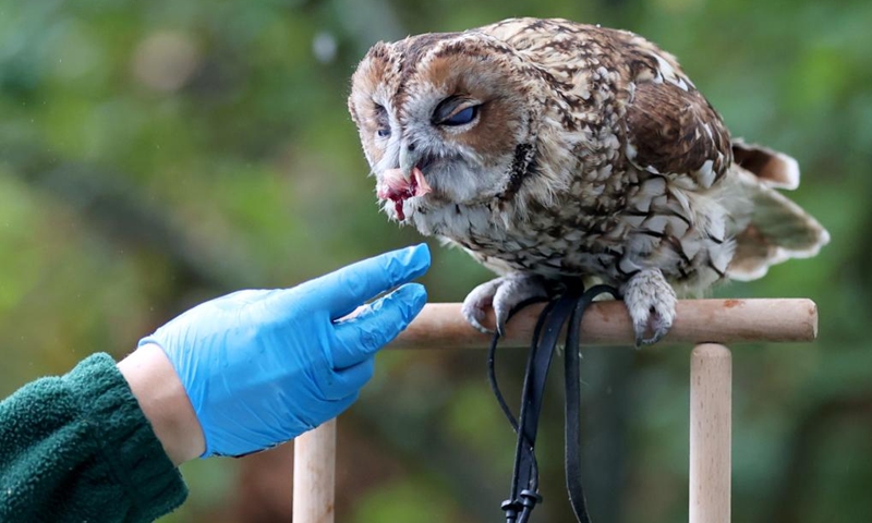 A keeper weighs an owl during the annual weigh-in in ZSL London Zoo in London, Britain, Aug. 25, 2022. Animals in the ZSL London Zoo were weighed and measured on Thursday. The statistics will be shared with zoos across the world.(Photo: Xinhua)