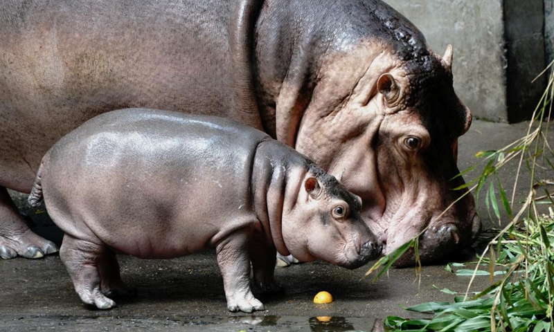 A baby hippo and his mother are seen at the Shanghai Zoo in east China's Shanghai, Aug. 25, 2022. A male baby hippo born on June 23 appeared to the public for the first time on Thursday.(Photo: Xinhua)