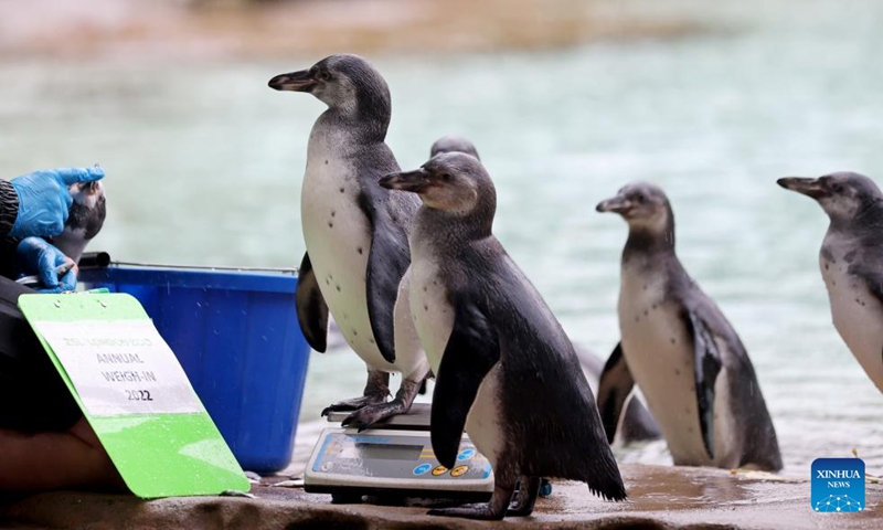 A keeper weighs penguins during the annual weigh-in in ZSL London Zoo in London, Britain, Aug. 25, 2022. Animals in the ZSL London Zoo were weighed and measured on Thursday. The statistics will be shared with zoos across the world.(Photo: Xinhua)