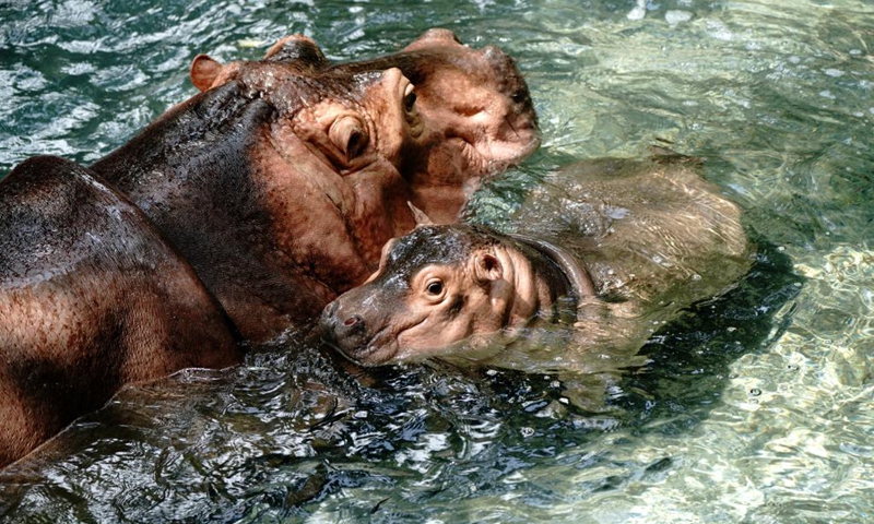 A baby hippo and his mother are seen at the Shanghai Zoo in east China's Shanghai, Aug. 25, 2022. A male baby hippo born on June 23 appeared to the public for the first time on Thursday.(Photo: Xinhua)