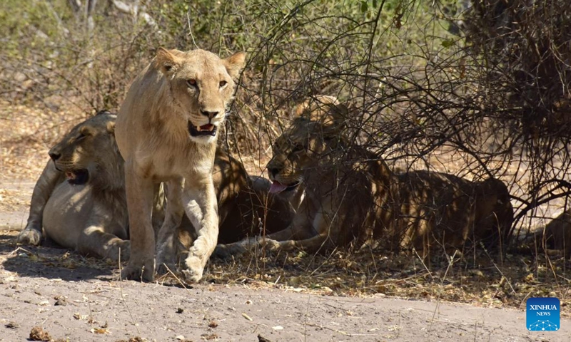 Lions are seen at Chobe National Park, northern Botswana, Aug. 21, 2022.(Photo: Xinhua)