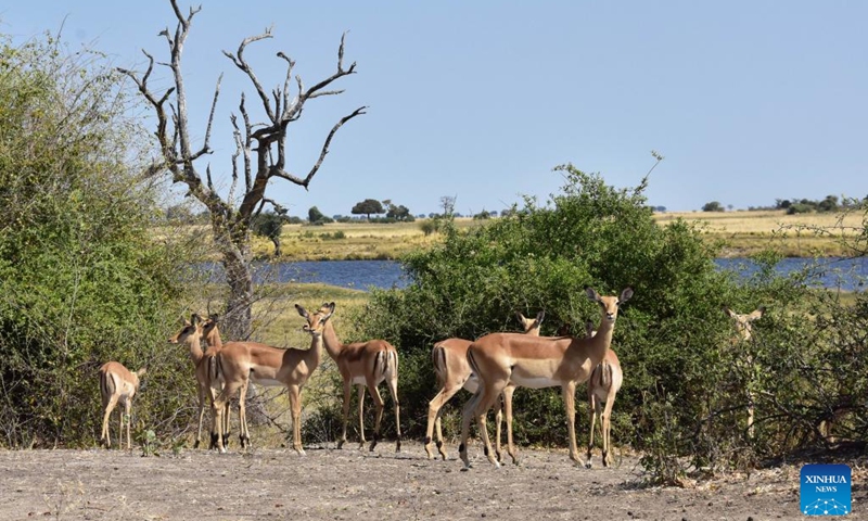 Antelopes are seen at Chobe National Park, northern Botswana, Aug. 21, 2022.(Photo: Xinhua)