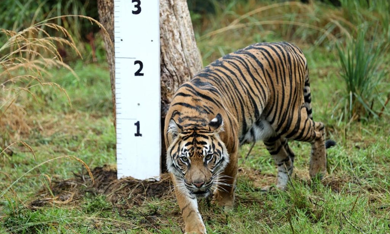 A Sumatran tiger walks past a height chart during the annual weigh-in in ZSL London Zoo in London, Britain, Aug. 25, 2022. Animals in the ZSL London Zoo were weighed and measured on Thursday. The statistics will be shared with zoos across the world.(Photo: Xinhua)