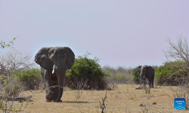 Elephants are seen at Chobe National Park, northern Botswana, Aug. 21, 2022.(Photo: Xinhua)