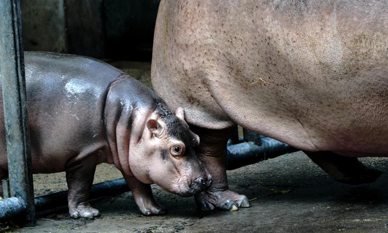 A baby hippo and his mother are seen at the Shanghai Zoo in east China's Shanghai, Aug. 25, 2022. A male baby hippo born on June 23 appeared to the public for the first time on Thursday.(Photo: Xinhua)