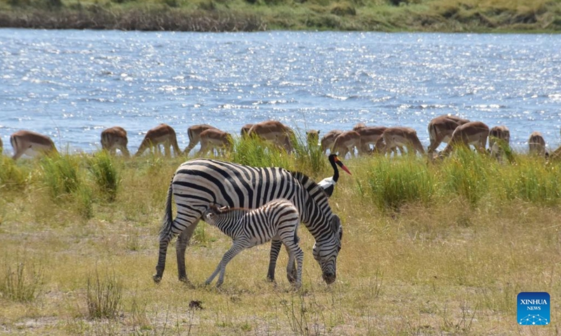 Zebras are seen at Chobe National Park, northern Botswana, Aug. 21, 2022.(Photo: Xinhua)