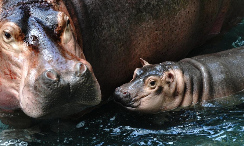 A baby hippo and his mother are seen at the Shanghai Zoo in east China's Shanghai, Aug. 25, 2022. A male baby hippo born on June 23 appeared to the public for the first time on Thursday.(Photo: Xinhua)