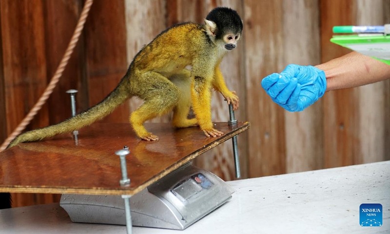 A keeper weighs a squirrel monkey during the annual weigh-in in ZSL London Zoo in London, Britain, Aug. 25, 2022. Animals in the ZSL London Zoo were weighed and measured on Thursday. The statistics will be shared with zoos across the world.(Photo: Xinhua)