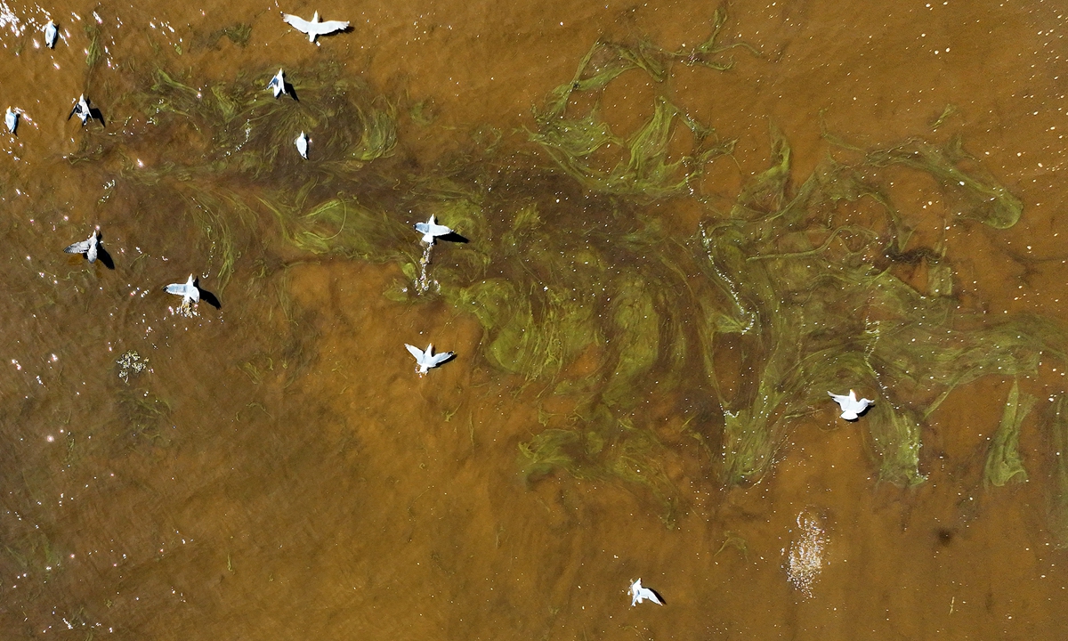 Birds fly over brownish water from an algal bloom in the San Francisco Bay on local time August 24, 2022 in Berkeley, California. Local health authority said it is currently not harmful to humans but could be fatal to fish and some marine life if exposed to a high concentrations of the algae. Algal bloom usually occurs in sustained high temperature. Photo: VCG