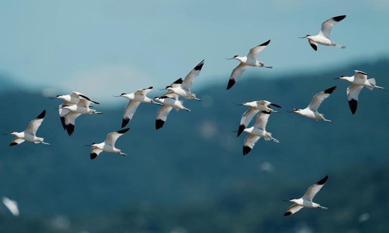 A flock of avocets fly in the sky at the Minjiang River estuary wetland in Fuzhou, southeast China's Fujian Province, Aug. 25, 2022. The wetland locates on a bird migration route between East Asia and Australia.(Photo: Xinhua)