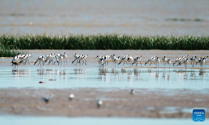 A flock of avocets forage at the Minjiang River estuary wetland in southeast China's Fujian Province, Aug. 25, 2022. The wetland locates on a bird migration route between East Asia and Australia.(Photo: Xinhua)