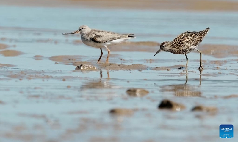 A Terek sandpiper and a sharp-tailed sandpiper forage at the Minjiang River estuary wetland in southeast China's Fujian Province, Aug. 25, 2022. The wetland locates on a bird migration route between East Asia and Australia.(Photo: Xinhua)