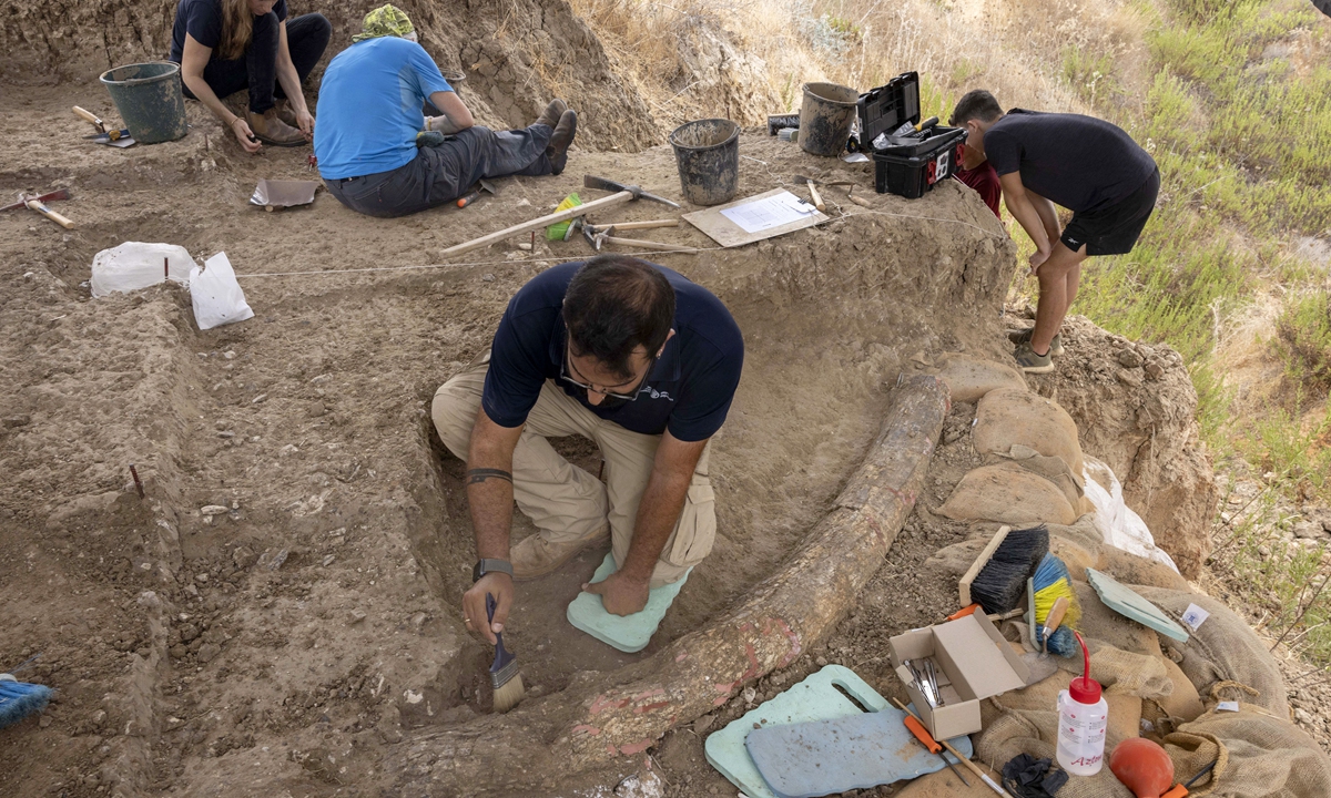 Archaeologists, paleontologists and conservators from the Israel Antiquities Authority, Tel Aviv University and Ben Gurion University work at the site where a 2.5-meter-long tusk from an ancient straight-tusked elephant was discovered, near Kibbutz Revadim in southern Israel on August 31, 2022. Photo: AFP