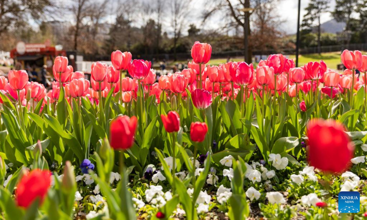 Photo taken on Sep 17, 2022 shows the festival event of Floriade at the Commonwealth Park in Canberra, Australia. Photo:Xinhua