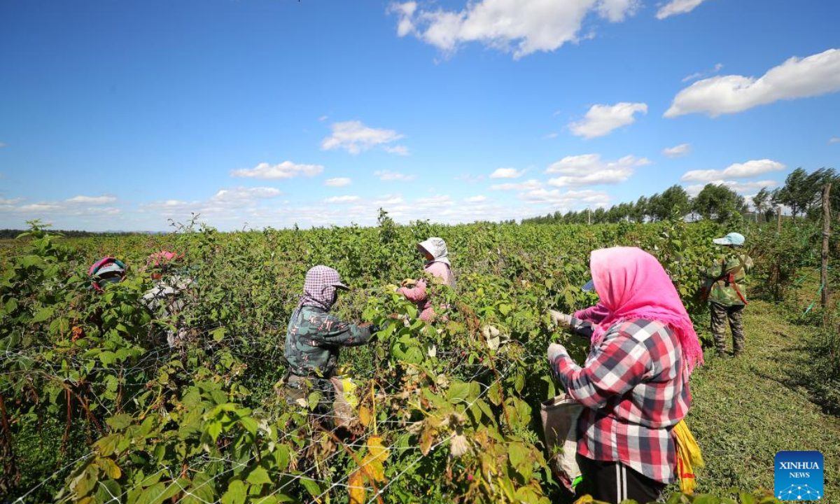 Farmers harvest raspberries at a raspberry planting base in Dengshipuzi Township of Faku County, northeast China's Liaoning Province, Sep 6, 2022. Photo:Xinhua