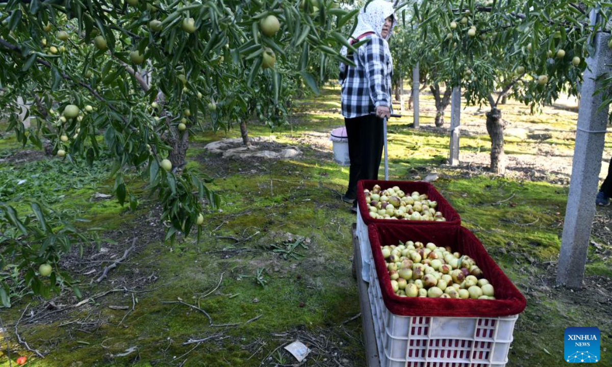 A worker moves just-harvested jujube dates at a jujube date demonstration park in Zhanhua District of Binzhou, east China's Shandong Province, Sep 6, 2022. Greenhouse jujube date planting has proved to be an effective way to bring more income to local farmers. Photo:Xinhua