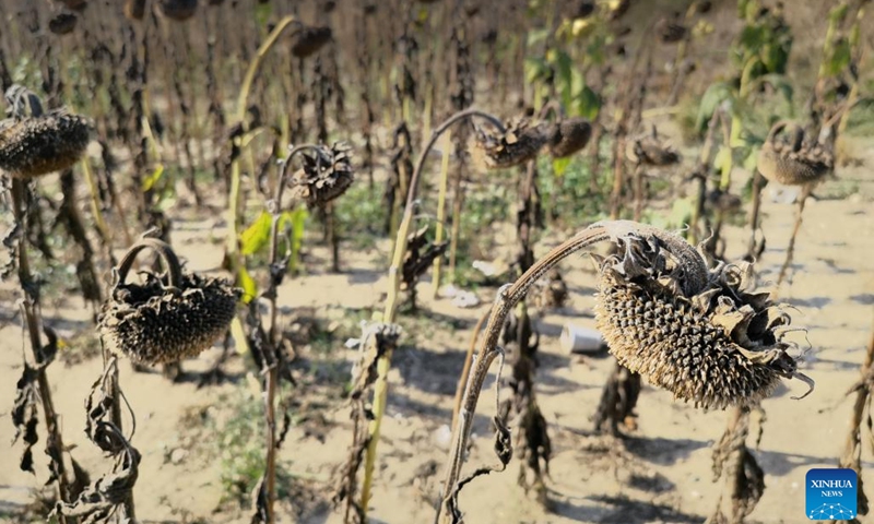 Photo taken on Aug. 28, 2022 shows sunflowers affected by drought in Teleorman County, southern Romania.(Photo: Xinhua)