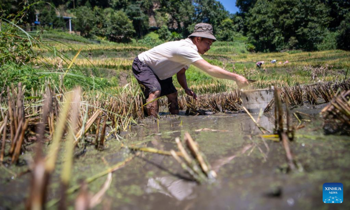 A villager catches fish at already harvested paddy rice fields in Yuanyang County of Honghe Hani and Yi Autonomous Prefecture, southwest China's Yunnan Province, Sep 7, 2022. Photo:Xinhua