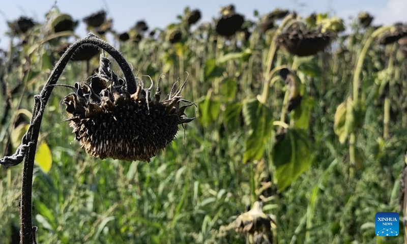 Photo taken on Aug. 28, 2022 shows sunflowers affected by drought in Teleorman County, southern Romania.(Photo: Xinhua)