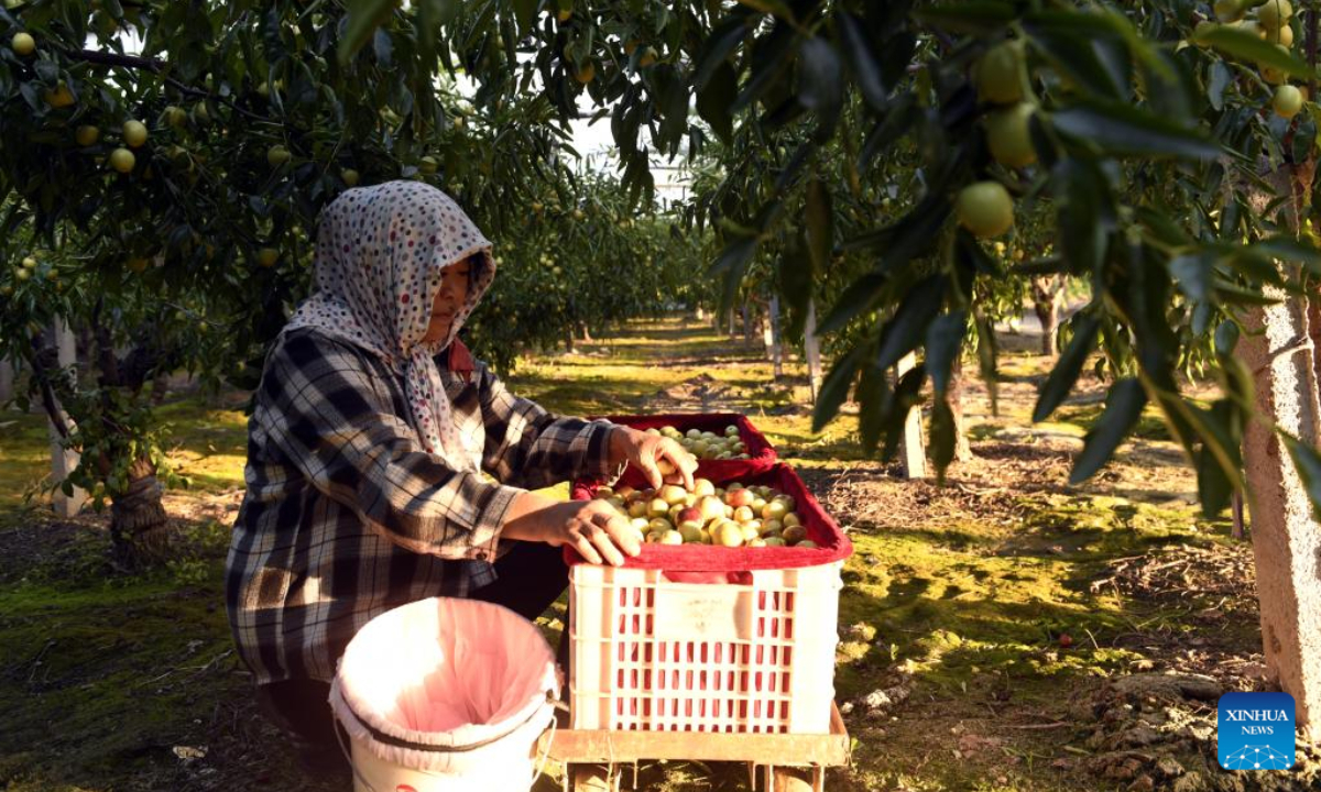 A worker packs just-harvested jujube dates at a jujube date demonstration park in Zhanhua District of Binzhou, east China's Shandong Province, Sep 6, 2022. Greenhouse jujube date planting has proved to be an effective way to bring more income to local farmers. Photo:Xinhua