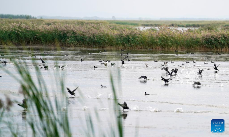 Waterbirds are seen in the Fujin National Wetland Park in Fujin City of northeast China's Heilongjiang Province, on Sept. 8, 2022. (Xinhua/Wang Jianwei)