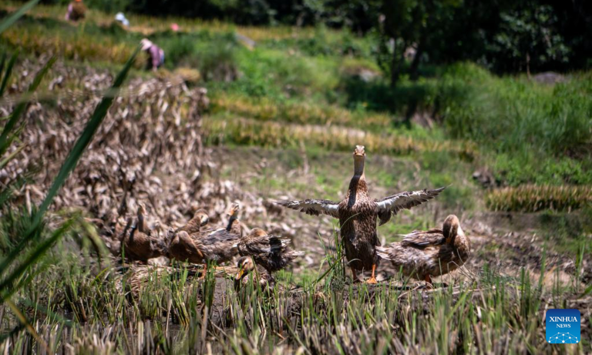 Ducks have fun at already harvested paddy rice fields in Yuanyang County of Honghe Hani and Yi Autonomous Prefecture, southwest China's Yunnan Province, Sep 7, 2022. Photo:Xinhua