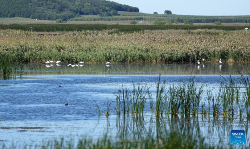 Waterbirds are seen in the Fujin National Wetland Park in Fujin City of northeast China's Heilongjiang Province, on Sept. 9, 2022. (Xinhua/Wang Jianwei)