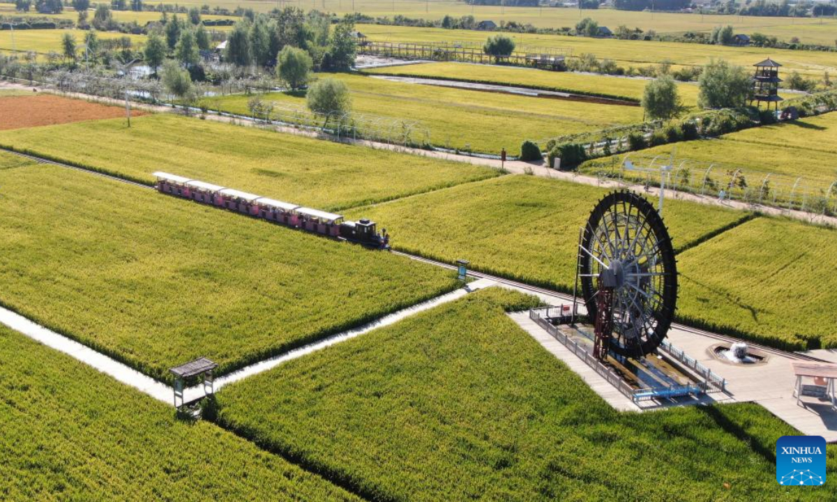 Aerial photo taken on Sep 1, 2022 shows tourists viewing scenery on a train in paddy fields in Shenyang, northeast China's Liaoning Province. Photo:Xinhua