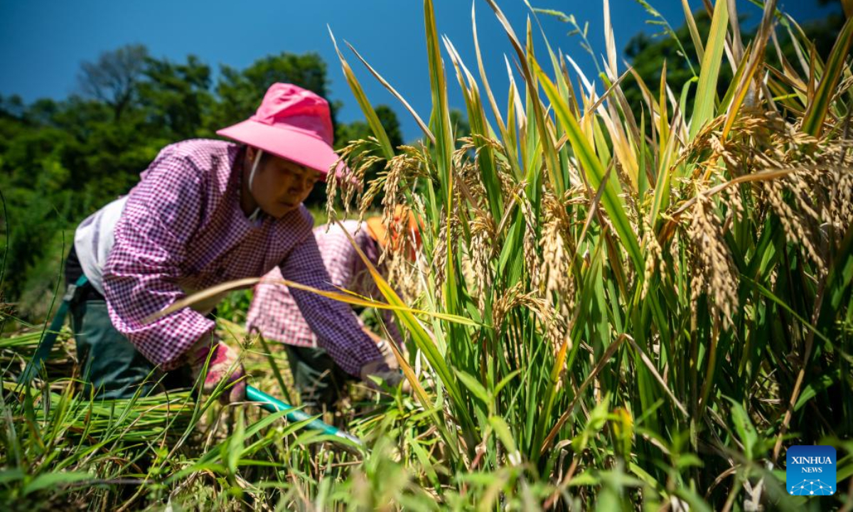 Villagers harvest paddy rice at Hani terraced fields in Yuanyang County of Honghe Hani and Yi Autonomous Prefecture, southwest China's Yunnan Province, Sep 7, 2022. Photo:Xinhua