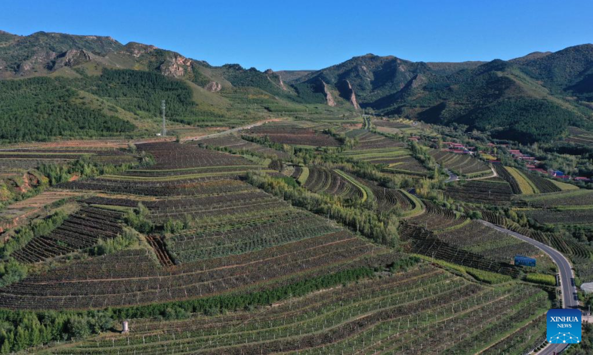 Aerial photo taken on Sep 22, 2021 shows vineyards in Maanshan Village of Chifeng, north China's Inner Mongolia Autonomous Region. Photo:Xinhua