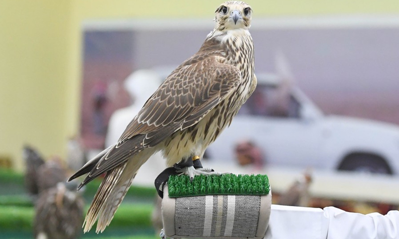 Photo taken on Aug. 28, 2022, shows a falcon in the falcon market in the Al-Rai district of Farwaniya Governorate, Kuwait. The trained prey birds are sold in this famous falcon market that has a history of over 40 years. (Photo: Xinhua)