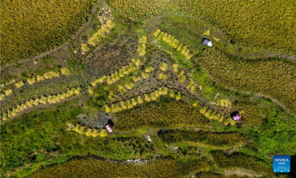 Aerial photo taken on Sep 7, 2022 shows villagers harvesting paddy rice at Hani terraced fields in Yuanyang County of Honghe Hani and Yi Autonomous Prefecture, southwest China's Yunnan Province. Photo:Xinhua