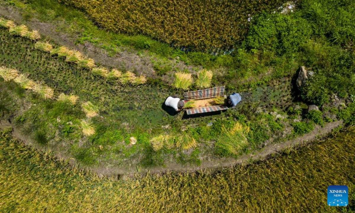 Aerial photo taken on Sep 7, 2022 shows villagers harvesting paddy rice at Hani terraced fields in Yuanyang County of Honghe Hani and Yi Autonomous Prefecture, southwest China's Yunnan Province. Photo:Xinhua