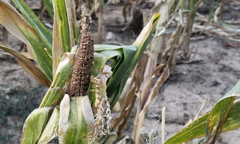 Photo taken on Aug. 28, 2022 shows corn crops affected by drought in Teleorman County, southern Romania.(Photo: Xinhua)