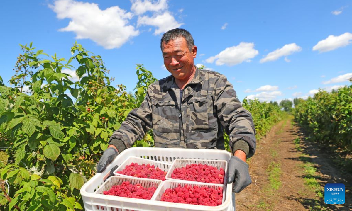 A farmer moves just-harvested raspberries at a raspberry planting base in Dengshipuzi Township of Faku County, northeast China's Liaoning Province, Sep 6, 2022. Photo:Xinhua