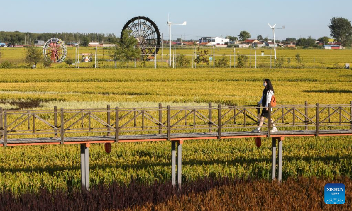 A tourist views scenery in paddy fields in Shenyang, northeast China's Liaoning Province, Sep 1, 2022. Photo:Xinhua