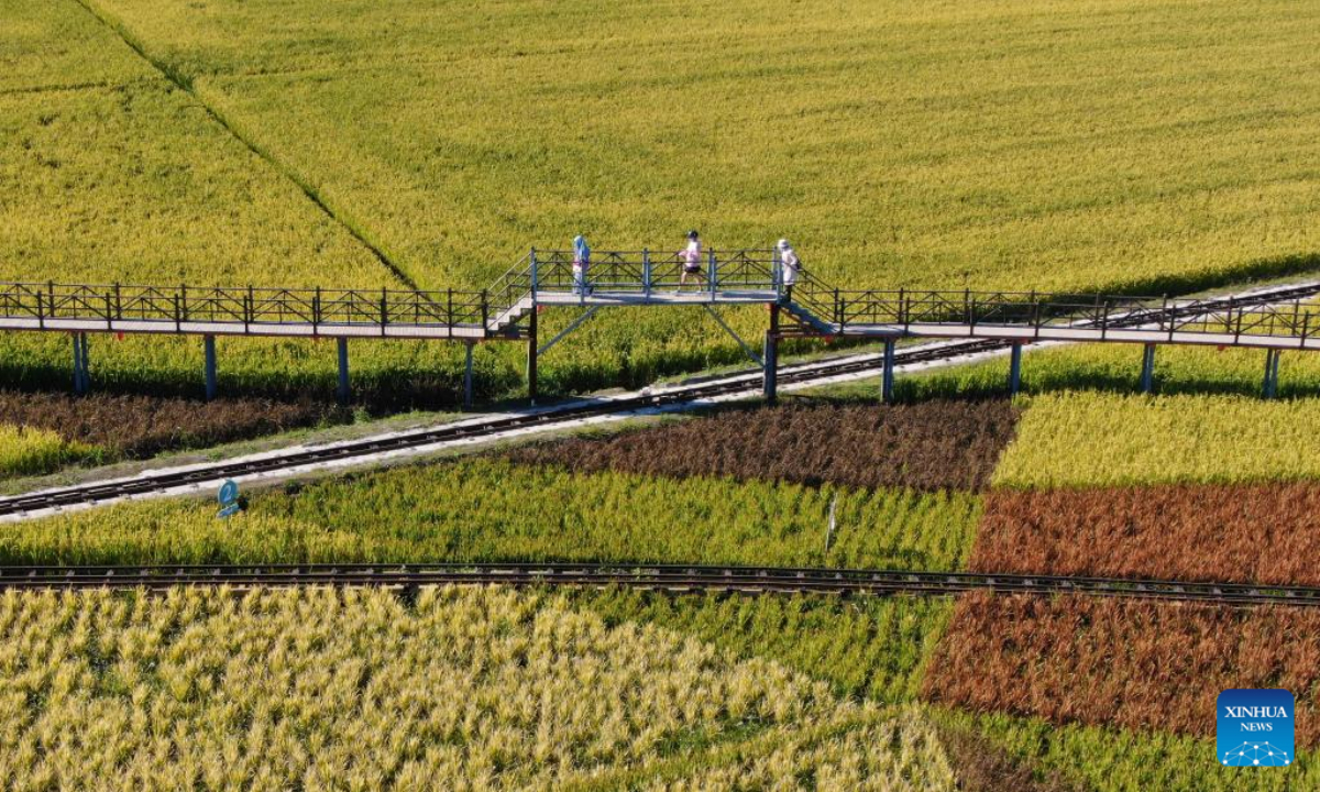 Aerial photo taken on Sep 1, 2022 shows tourists viewing scenery in paddy fields in Shenyang, northeast China's Liaoning Province. Photo:Xinhua