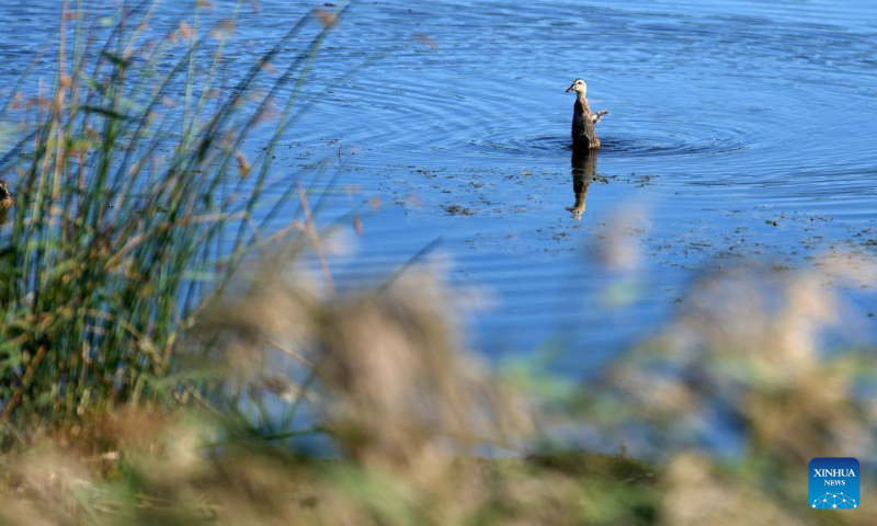 A waterbird swims in the Fujin National Wetland Park in Fujin City of northeast China's Heilongjiang Province, on Sept. 9, 2022. (Xinhua/Wang Jianwei)