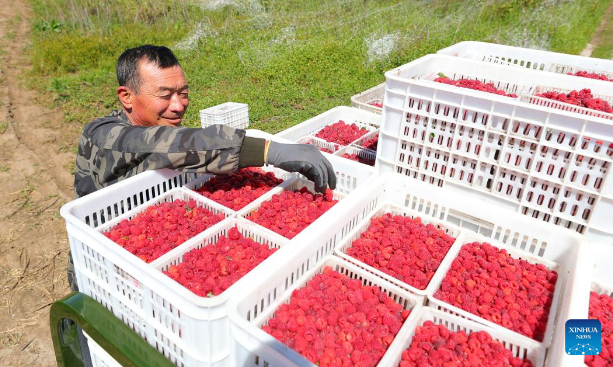 A farmer prepares to transport just-harvested raspberries at a raspberry planting base in Dengshipuzi Township of Faku County, northeast China's Liaoning Province, Sep 6, 2022.Photo:Xinhua