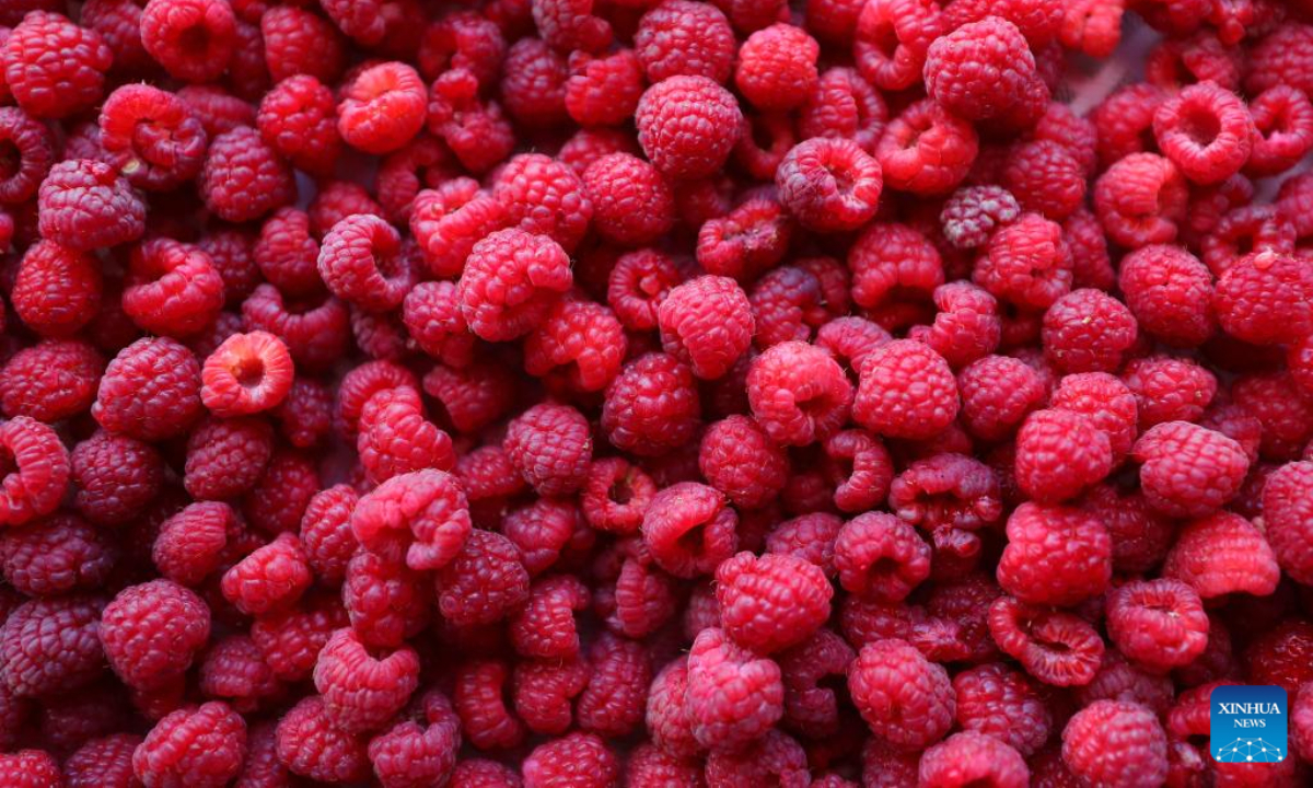 Photo taken on Sep 6, 2022 shows some grown raspberries at a refrigeration plant in Dengshipuzi Township of Faku County, northeast China's Liaoning Province. Photo:Xinhua