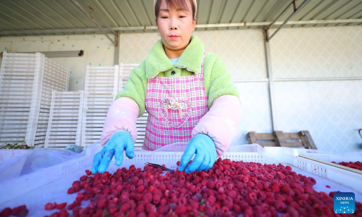 A staff member selects raspberries at a refrigeration plant in Dengshipuzi Township of Faku County, northeast China's Liaoning Province, Sep 6, 2022. Photo:Xinhua