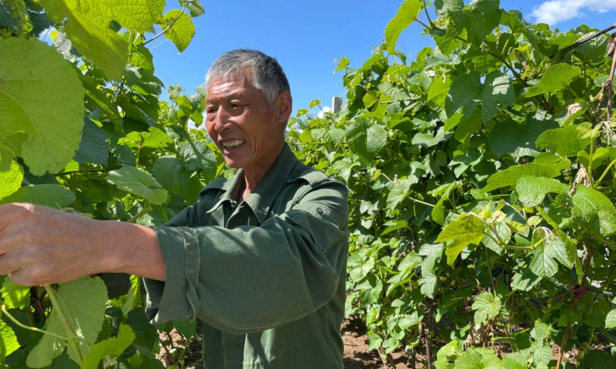 Zhang Guoli prunes grape vines at a vineyard in Maanshan Village of Chifeng, north China's Inner Mongolia Autonomous Region, June 7, 2022. Photo:Xinhua