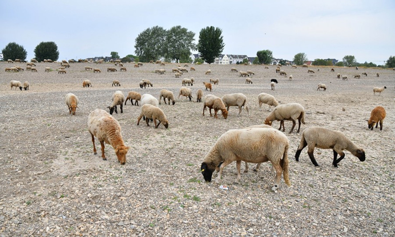 Flocks of sheep forage on the bank of River Rhine in Dusseldorf, Germany, Aug. 17, 2022.The water level of River Rhine has dropped due to high temperature and drought.(Photo: Xinhua)