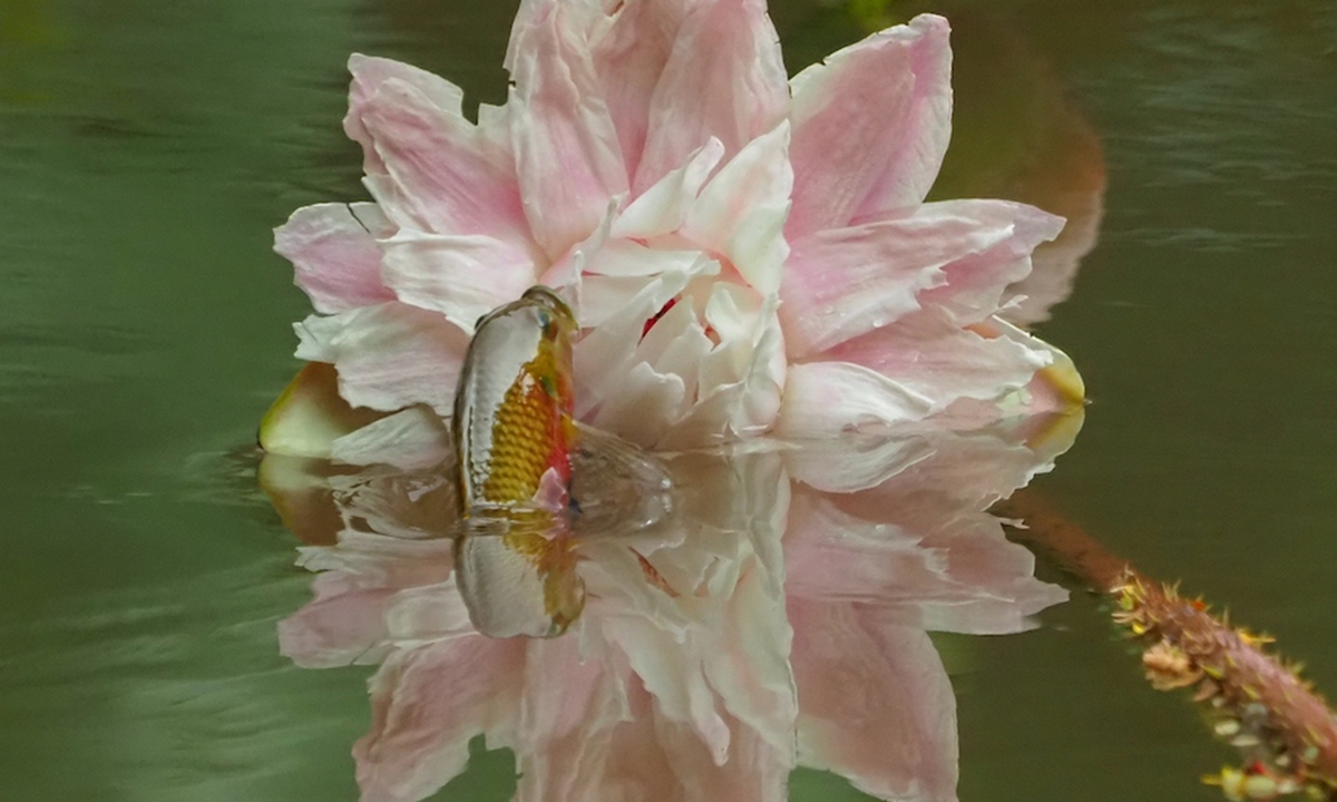 Photo taken on Aug. 30, 2022 shows a fish leaping about a giant waterlily flower at Zhujiang Park in Guangzhou, south China's Guangdong Province. (Xinhua)
